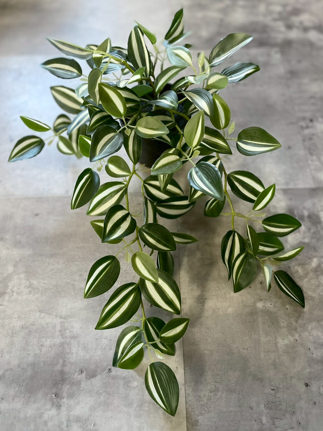 バイカラーなツユクサ(ポット付)