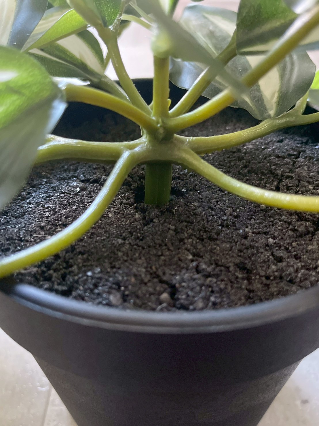 バイカラーなツユクサ(ポット付)