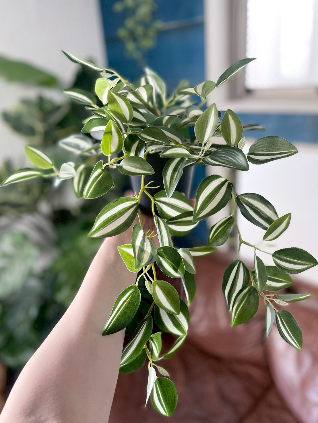 バイカラーなツユクサ(ポット付)