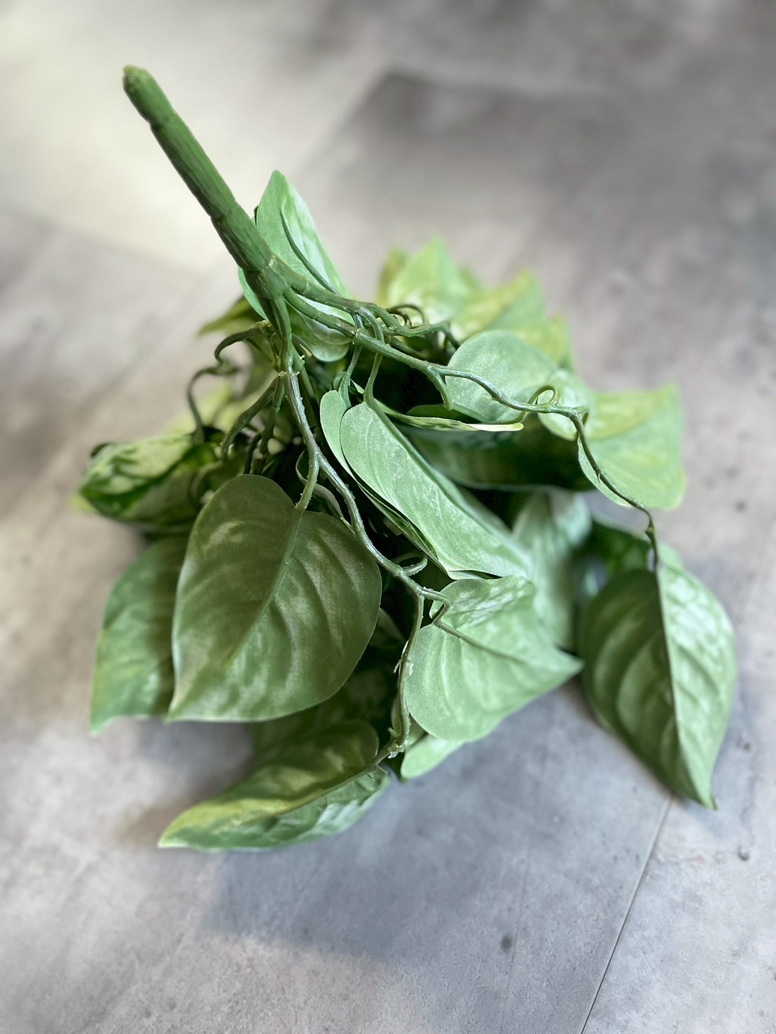 わさわさスキンダプサス