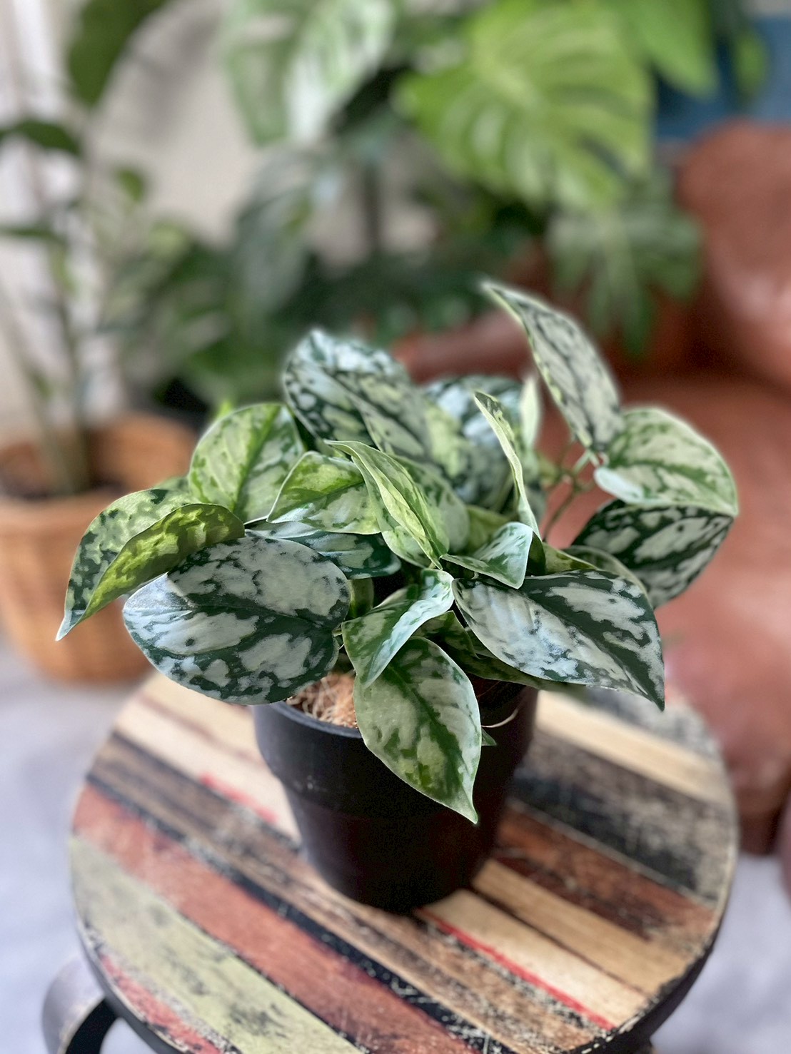 わさわさスキンダプサス|おしゃれなフェイクグリーン・人工観葉植物