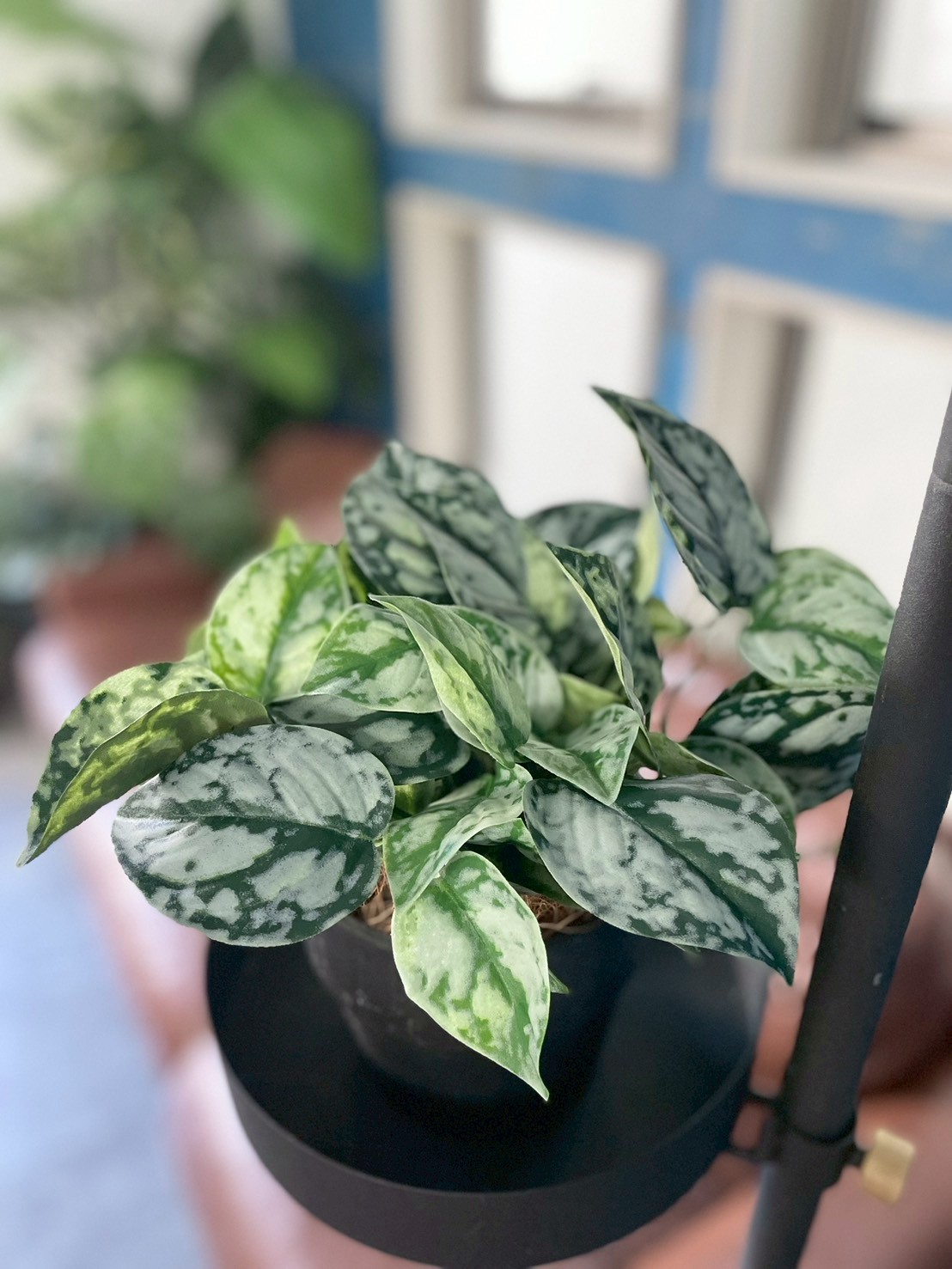 わさわさスキンダプサス