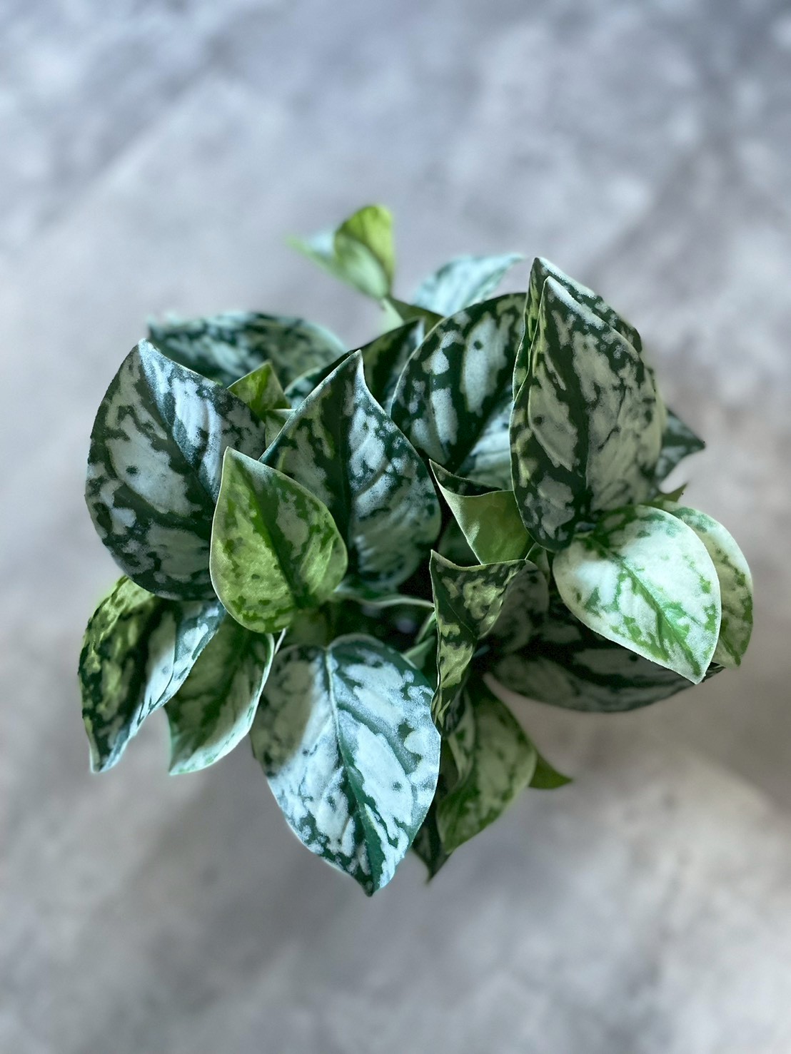 スキンダプサス　綺麗な斑入り　セットA2 わさわさスキンダプサス|おしゃれなフェイクグリーン・人工観葉植物