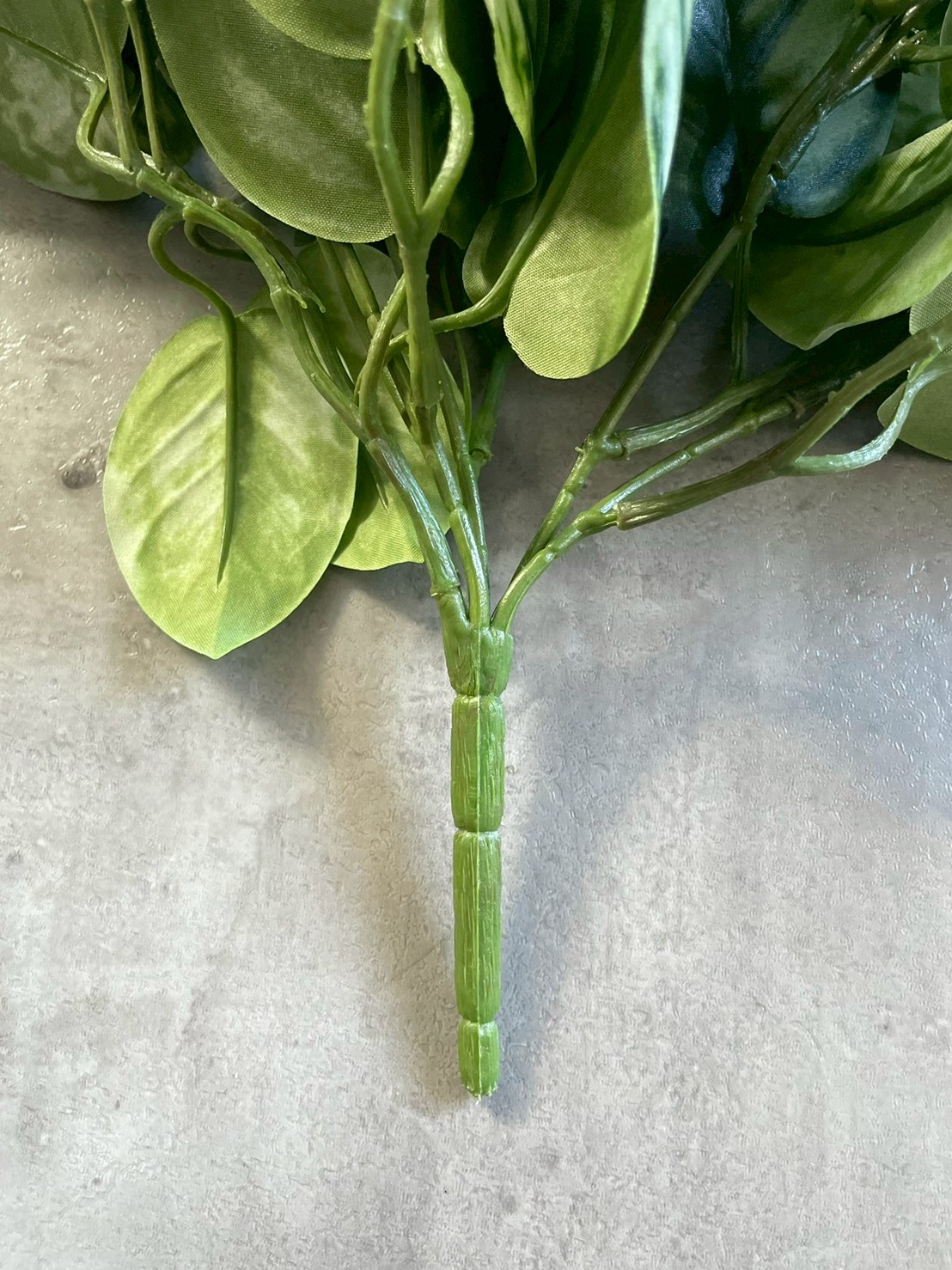 わさわさスキンダプサス