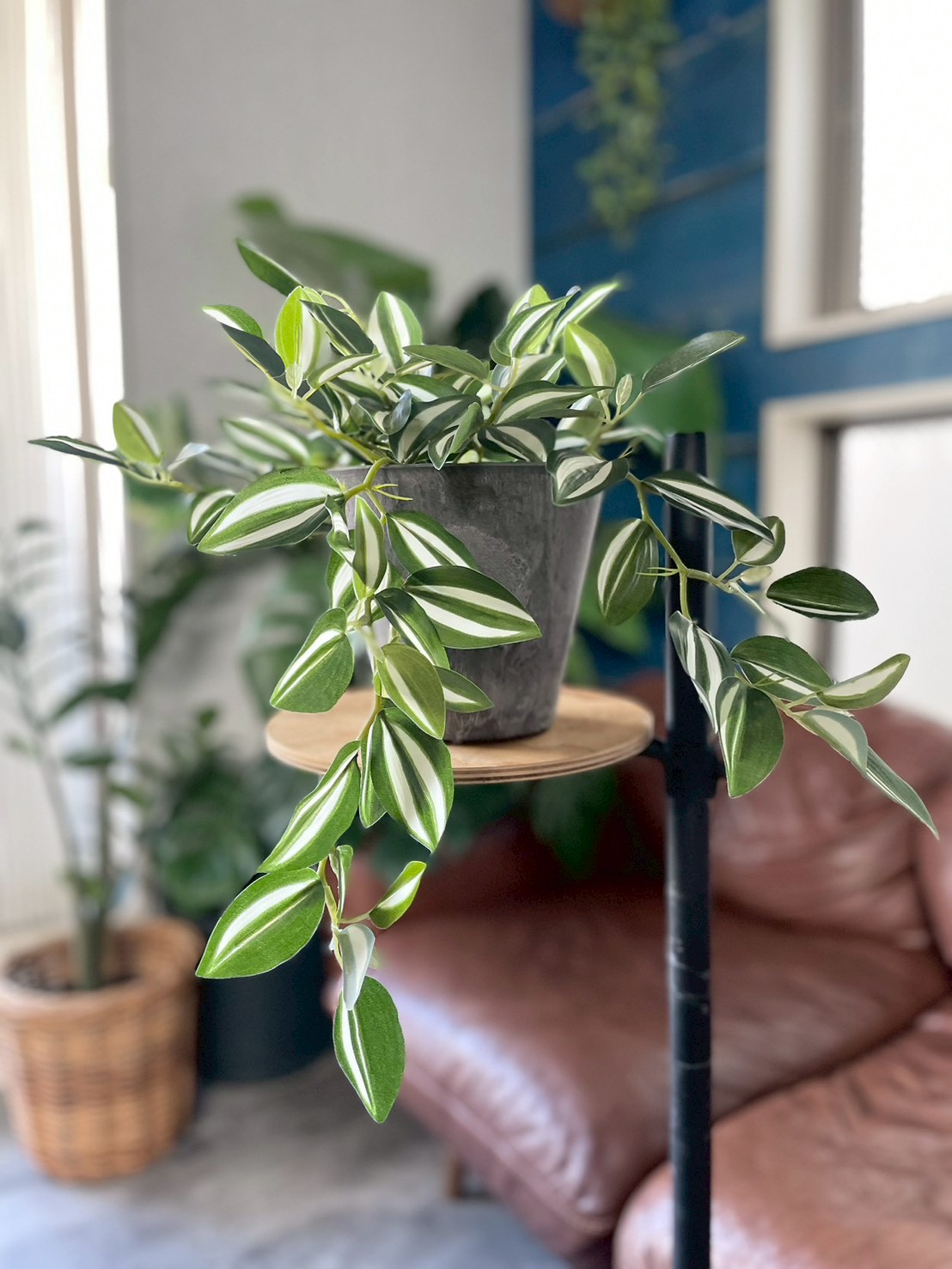 バイカラーなツユクサ