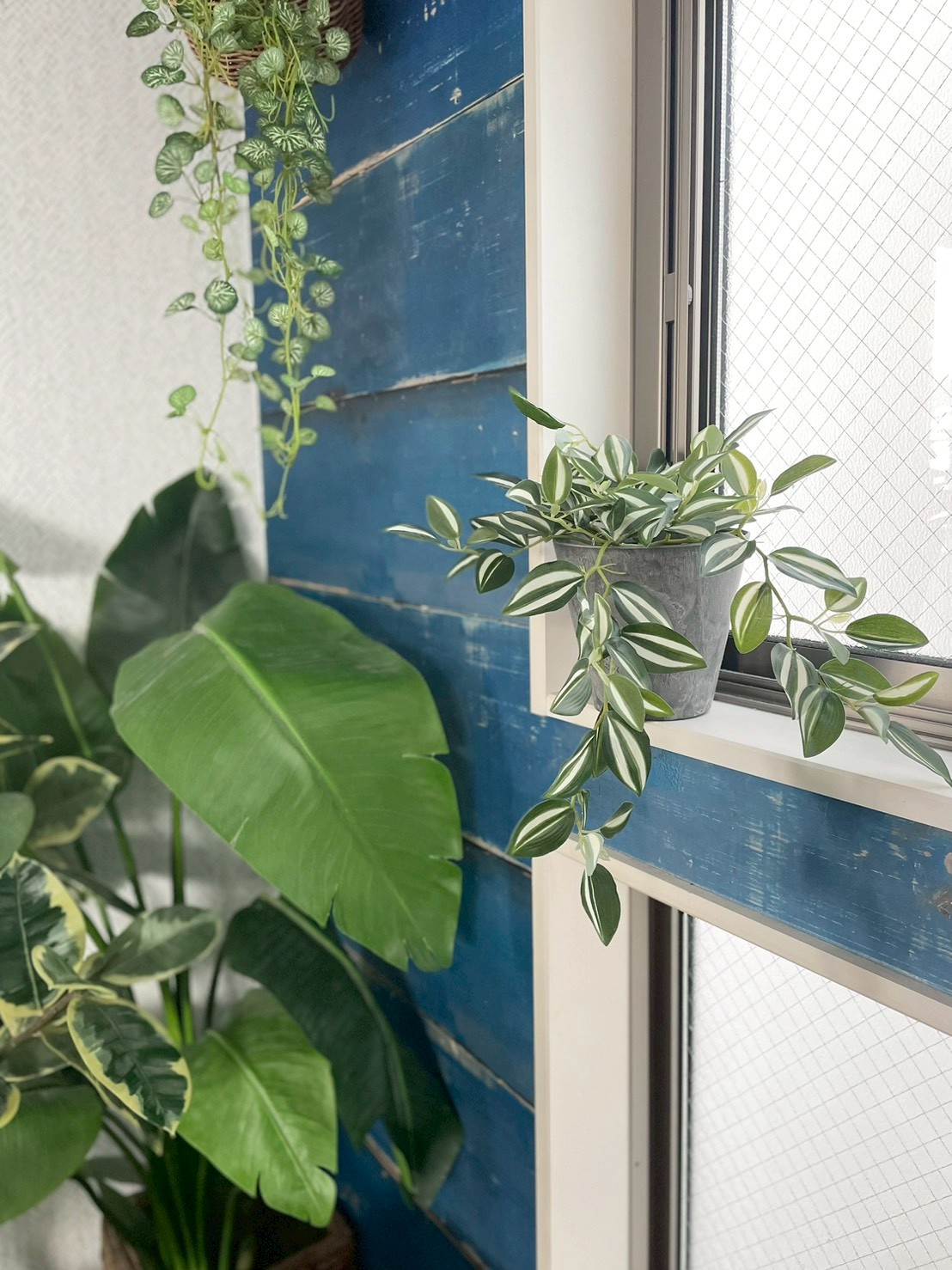 バイカラーなツユクサ