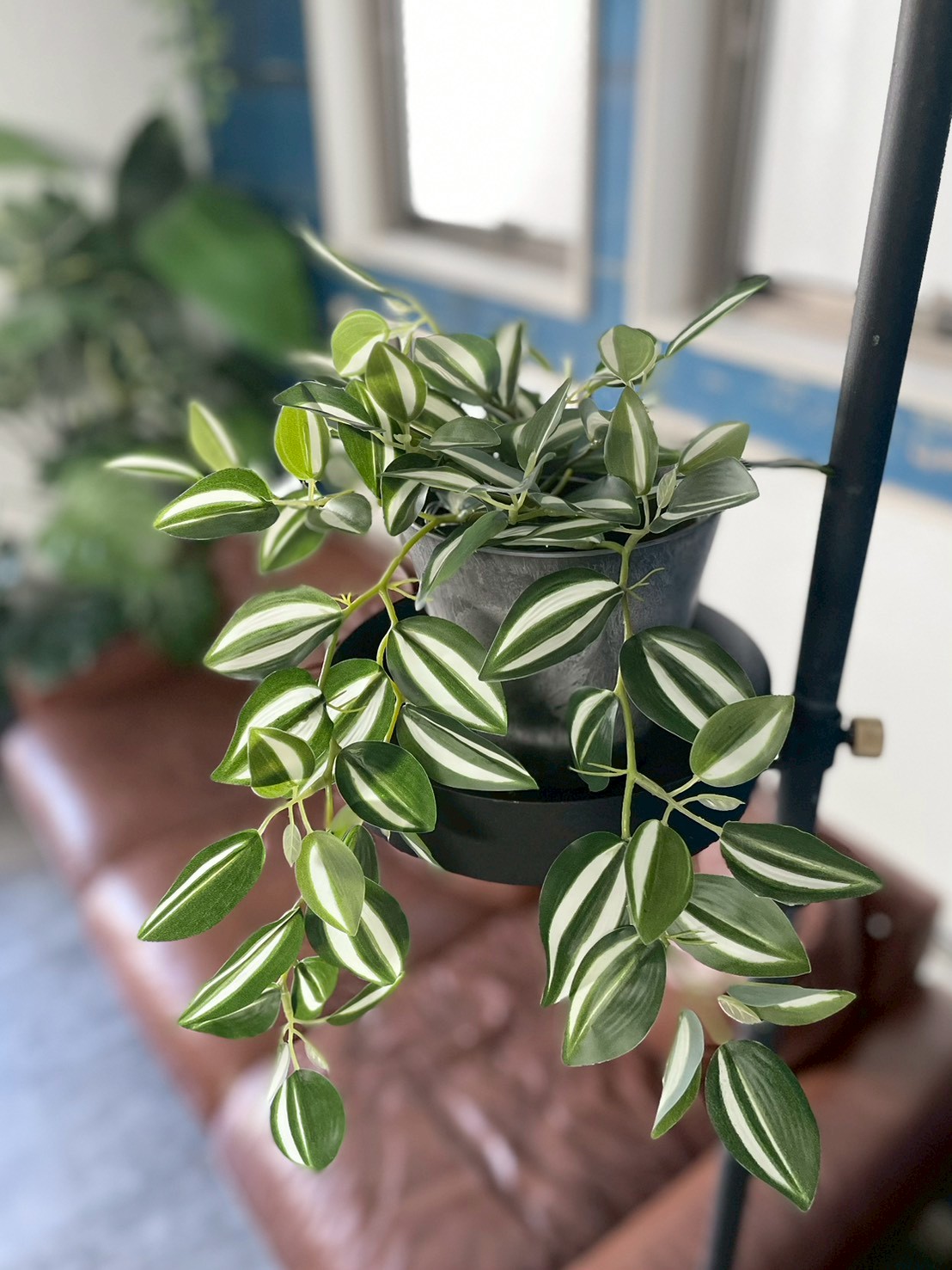 バイカラーなツユクサ