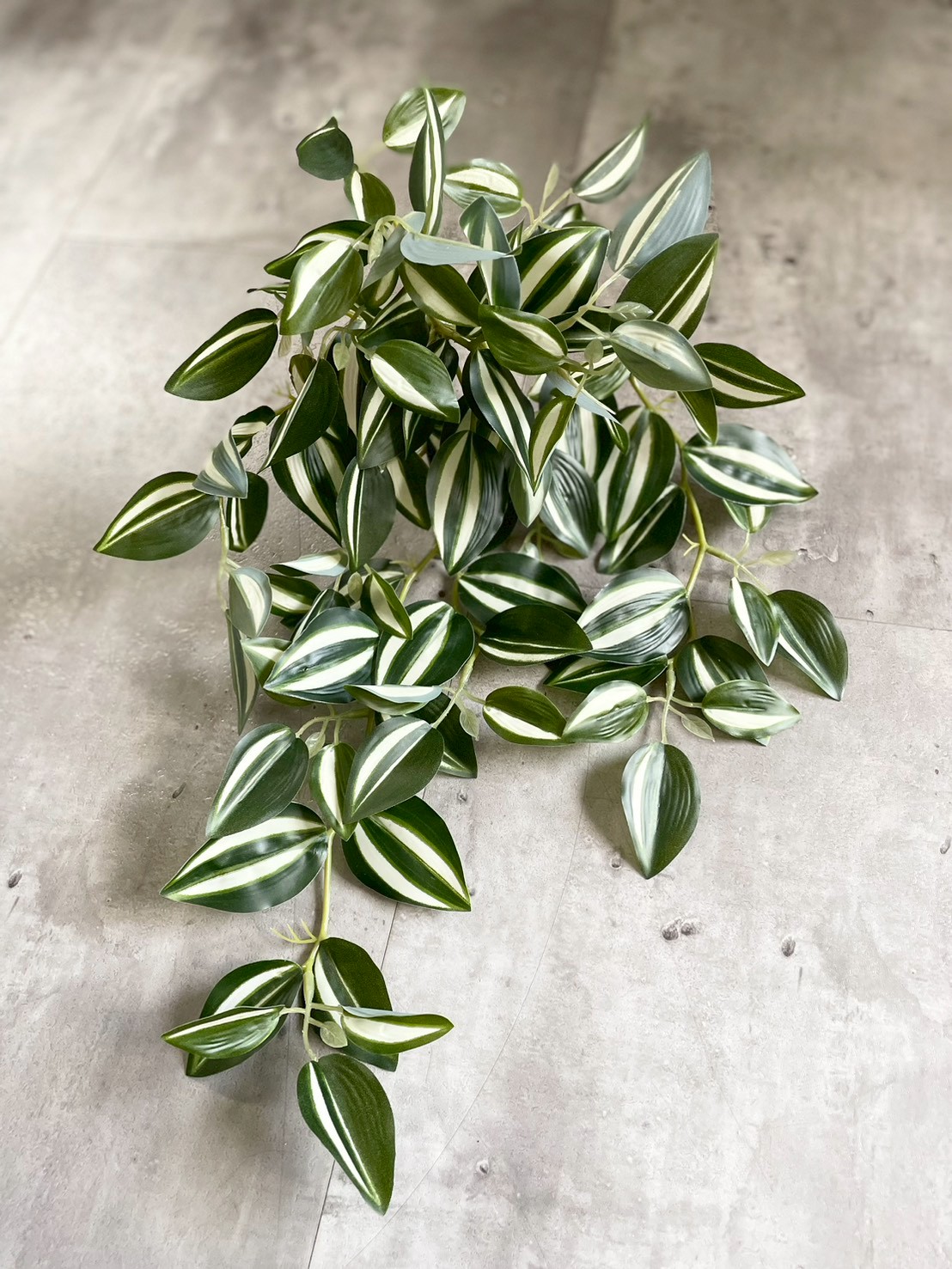 バイカラーなツユクサ