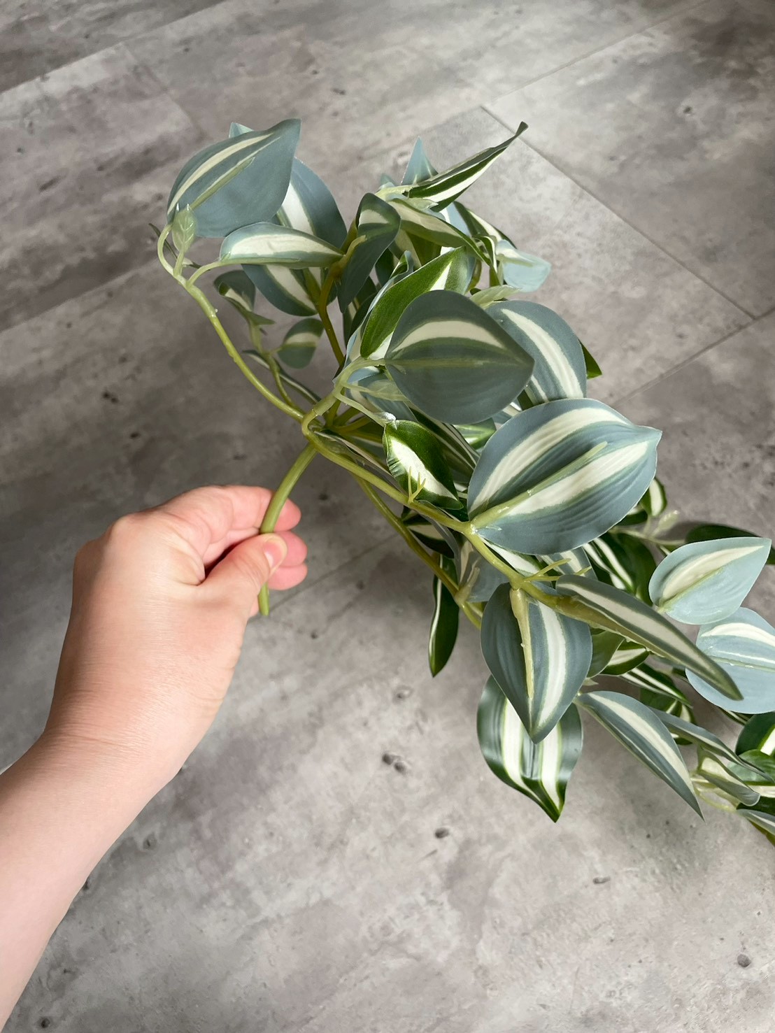 バイカラーなツユクサ