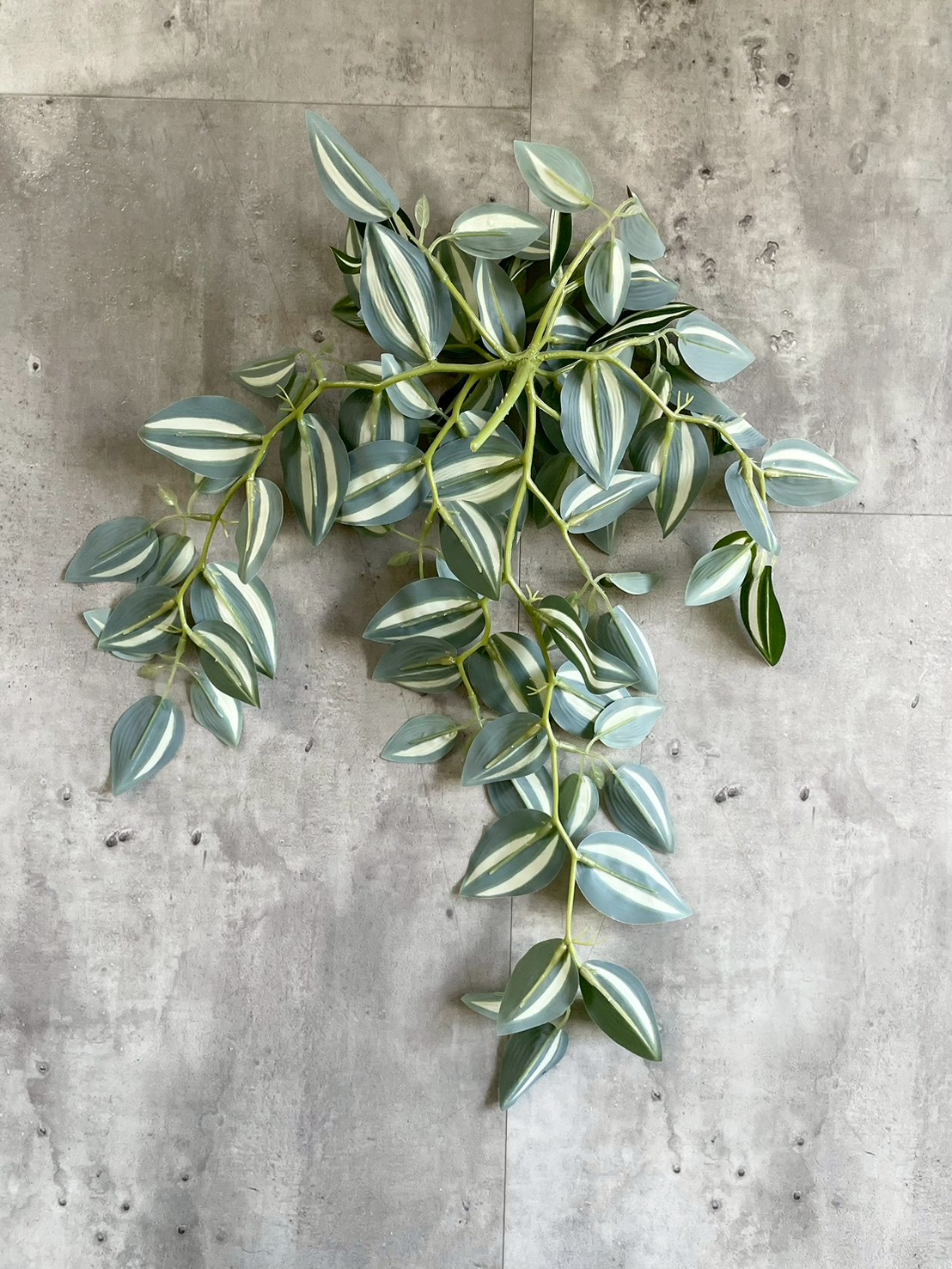 バイカラーなツユクサ