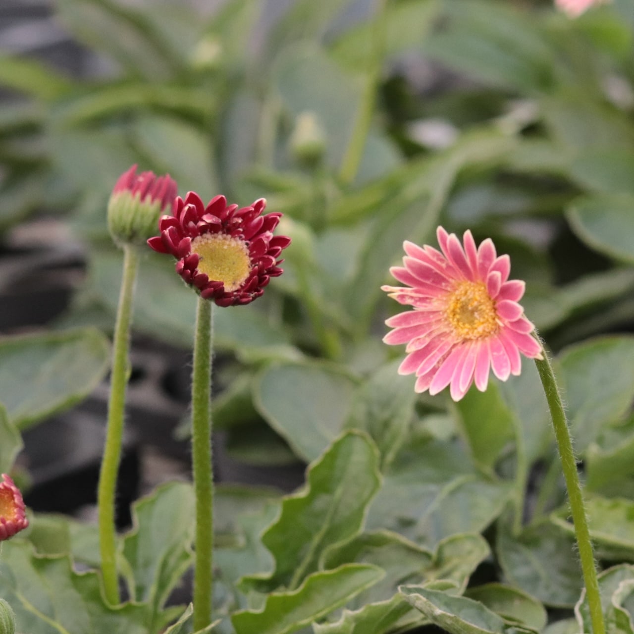 ガーベラガルビネア八重咲ピンク　　宿根草　② ガーベラガルビネア八重咲ピンク 宿根草 ② ガーベラガルビネア八重咲