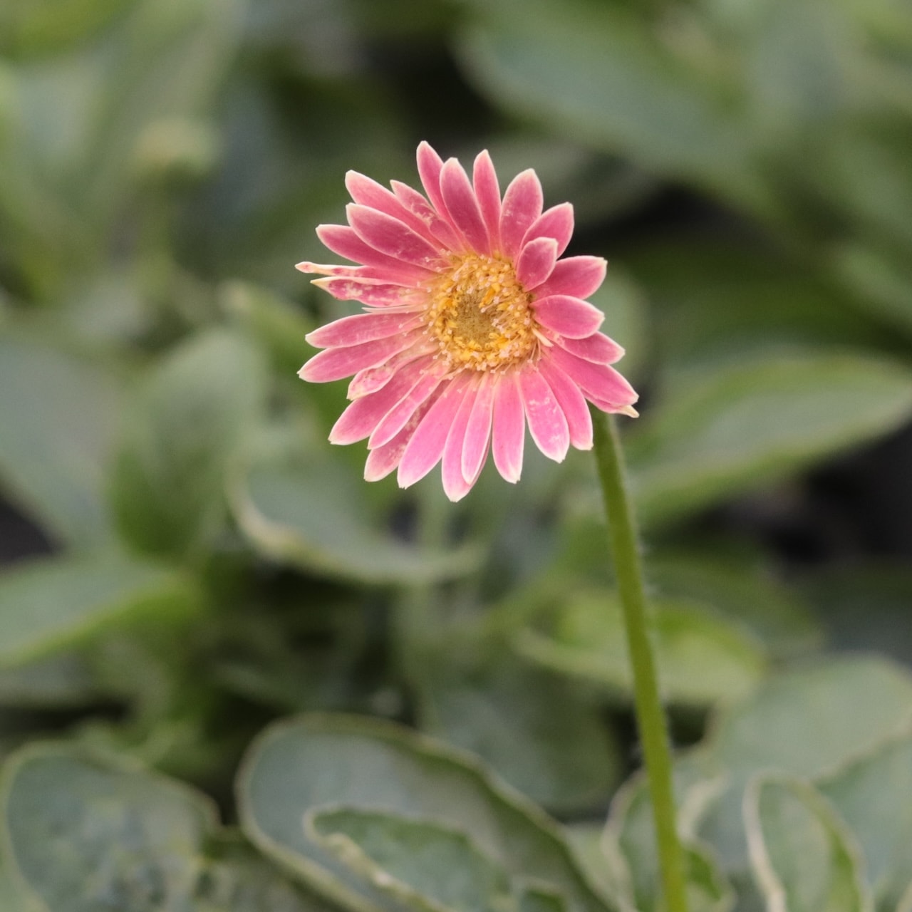 秋田緑花農園】ガーベラガルビネアMIX（12入3寸L） | 花苗 | farm to B