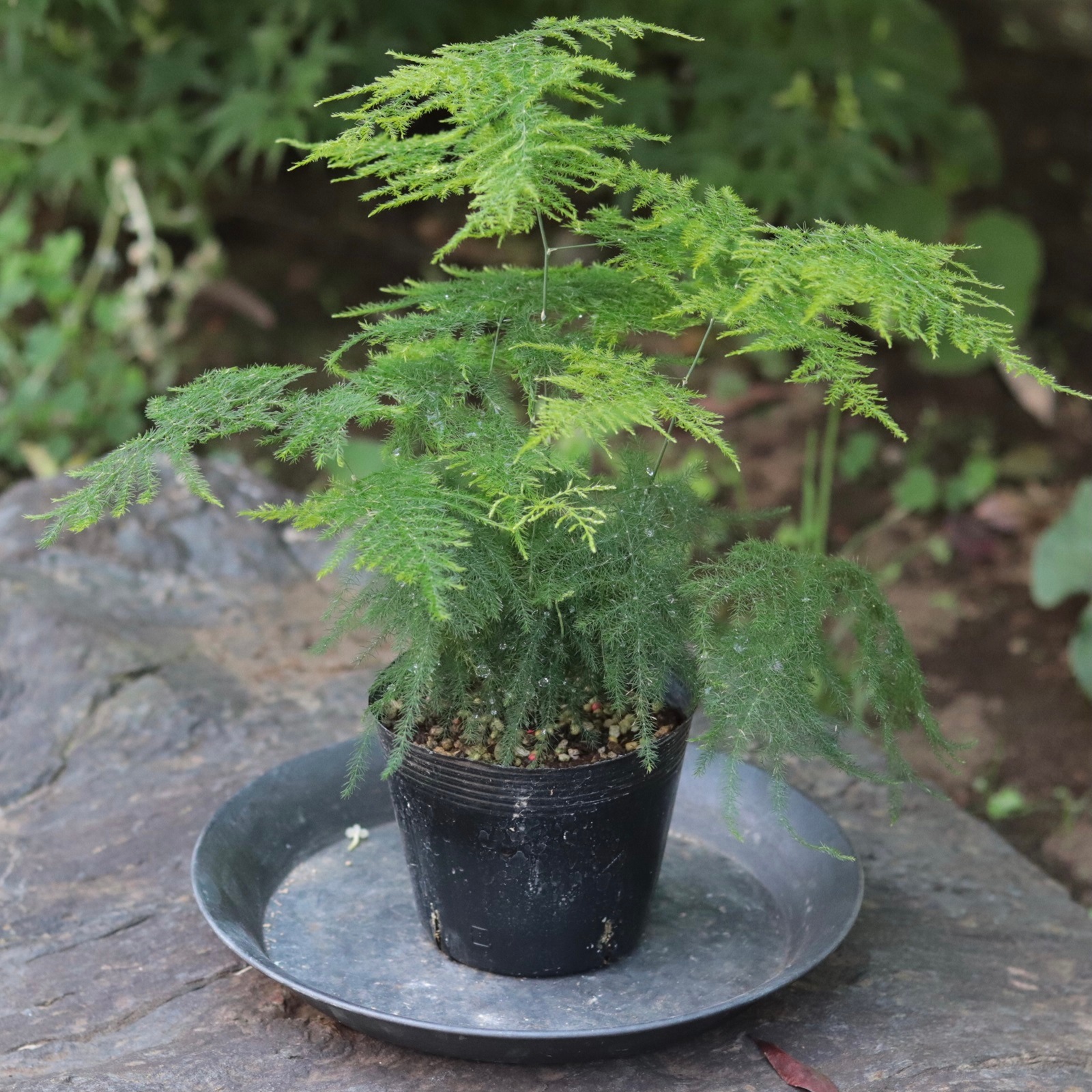 アスパラガス プルモーサス･ナヌス（3.5寸12入）