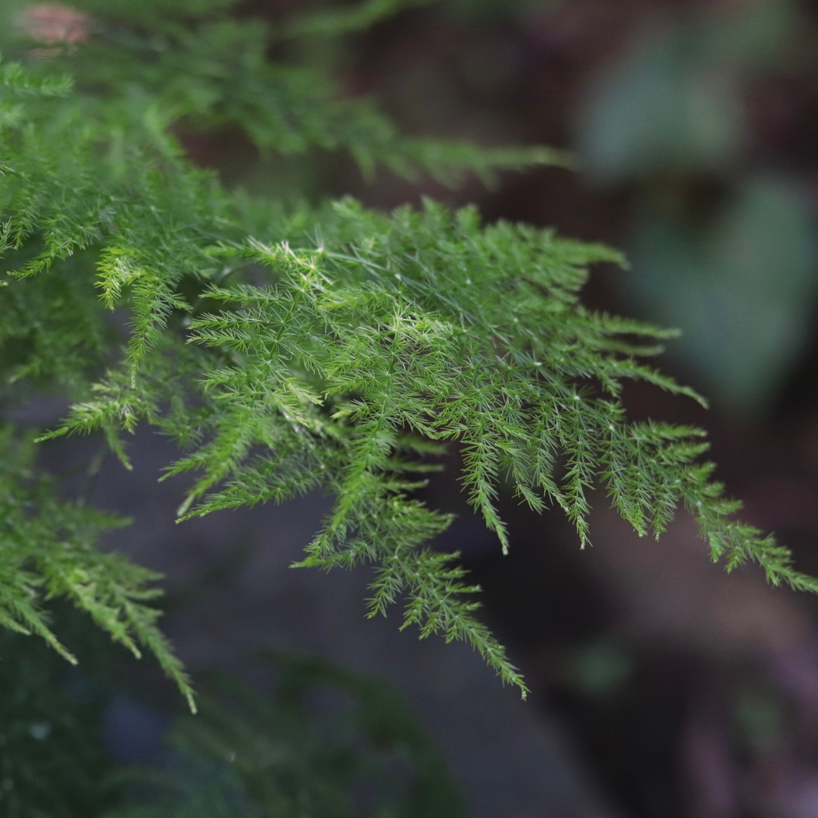 アスパラガス プルモーサス･ナヌス（3.5寸12入）