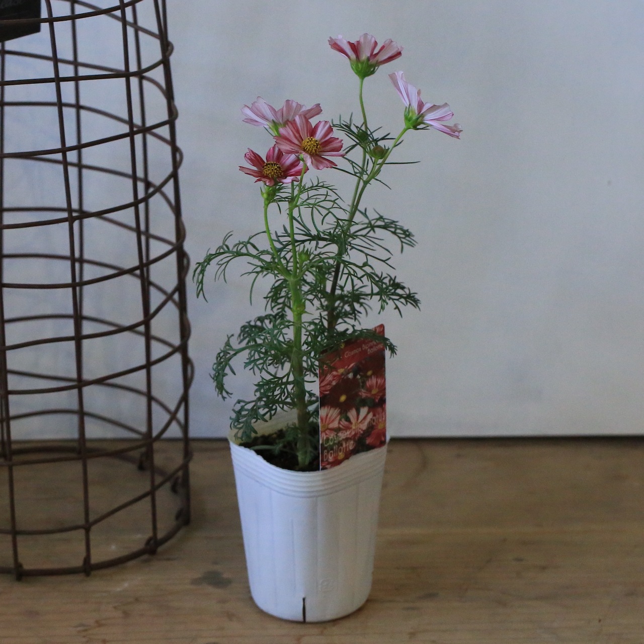 奥田園芸】コスモスバローテMIX | 花苗 | farm to B