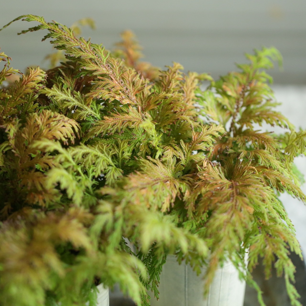 紅葉 (もみじ) 黄金シダ （コガネシダ）観葉植物 【公式通販】