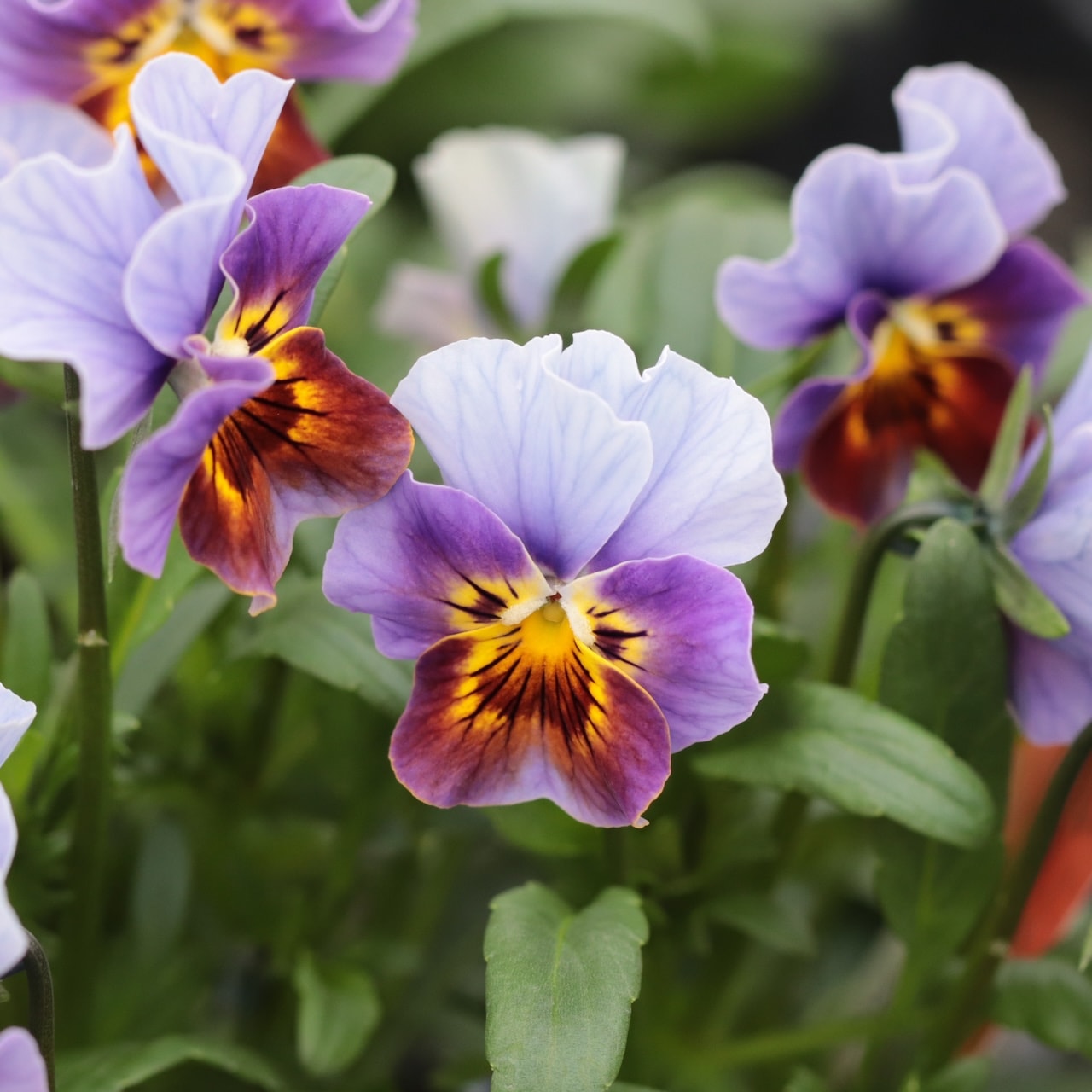 秋田緑花農園】オリジナル育種パンジービオラMIX（24入 3寸） | 花苗