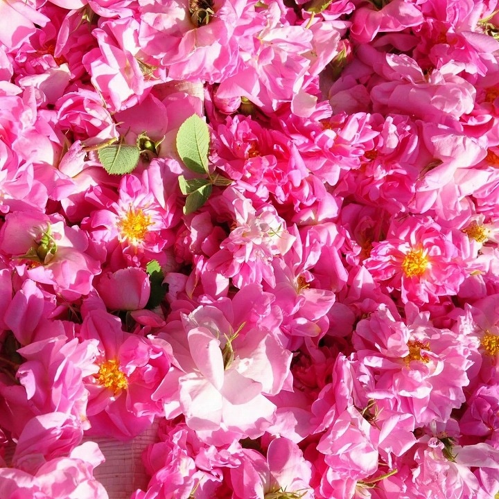 フルールドファティマ トリートメントオイル (ダマスクローズ) 50mL