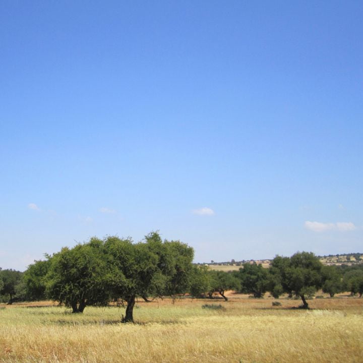 フルールドファティマ　トリートメントオイル (ダマスクローズ)　50mL