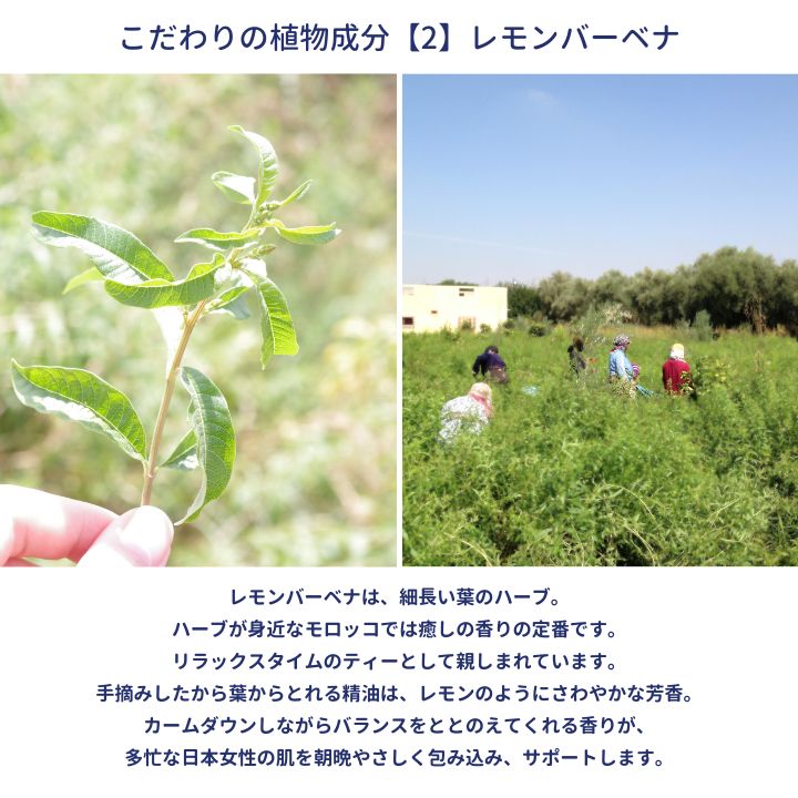 フルールドファティマ　トリートメントオイル (レモンバーベナ)　50mL