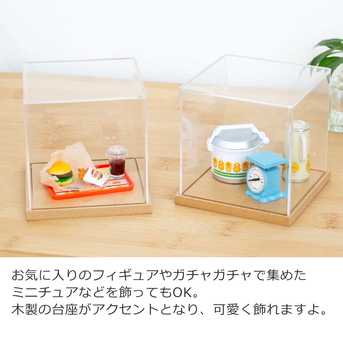 ペーパークラフトキット アクリルケース付き モンステラ アダンソニー