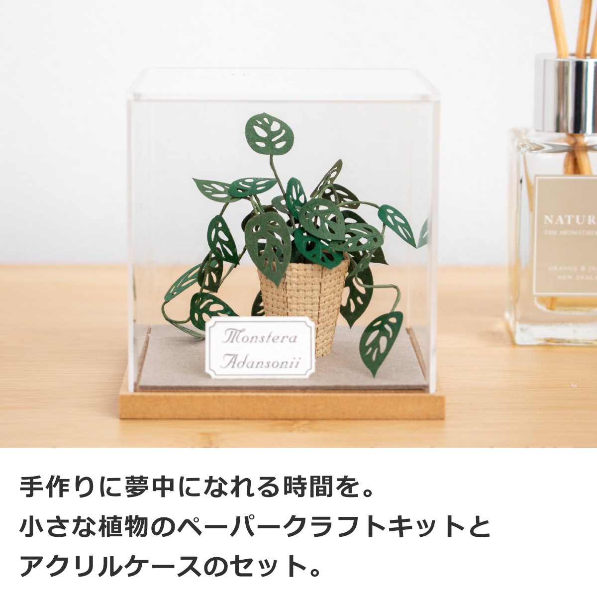 ペーパークラフトキット アクリルケース付き モンステラ アダンソニー