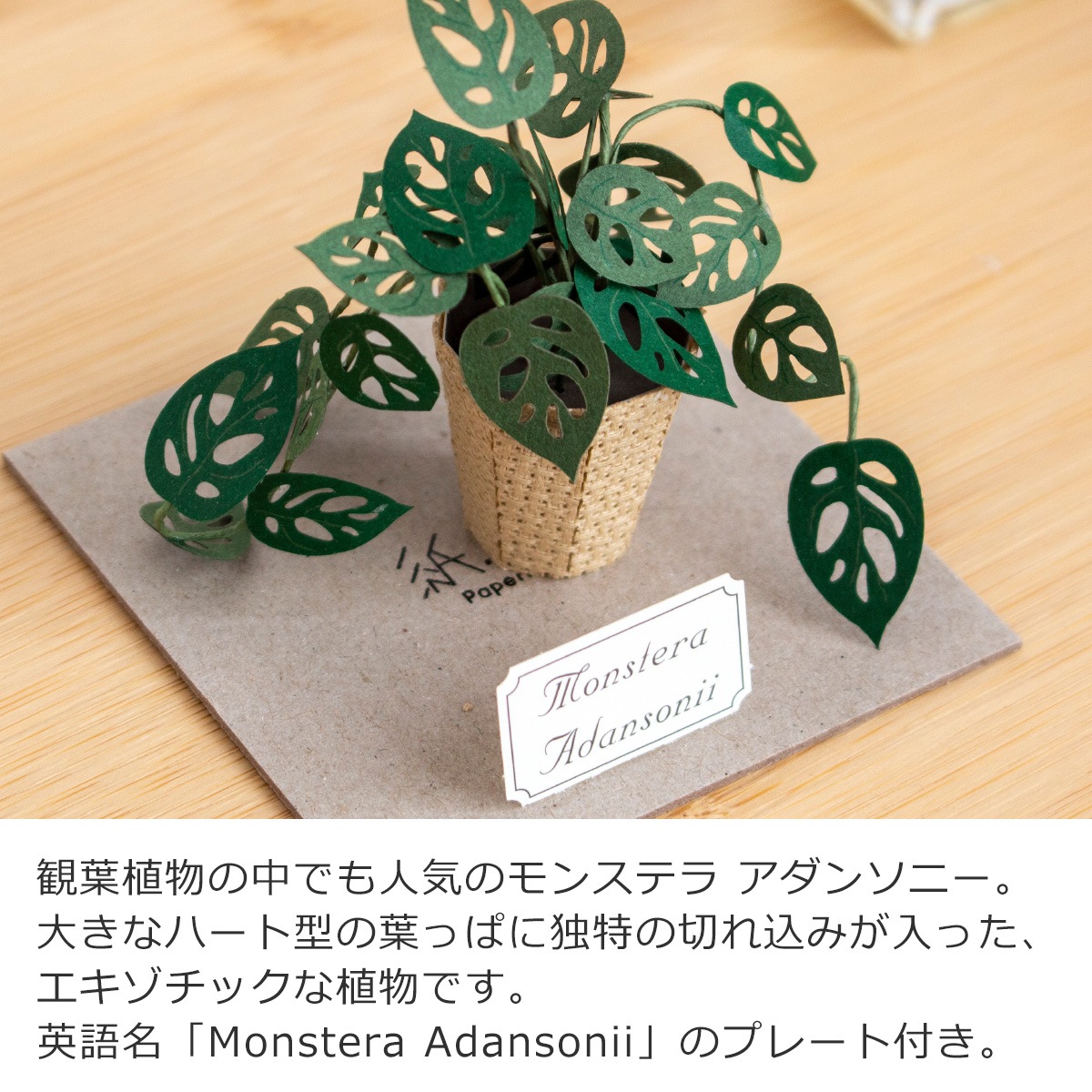 ペーパークラフトキット アクリルケース付き モンステラ アダンソニー