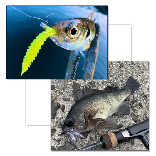 INX.label �������� S��L