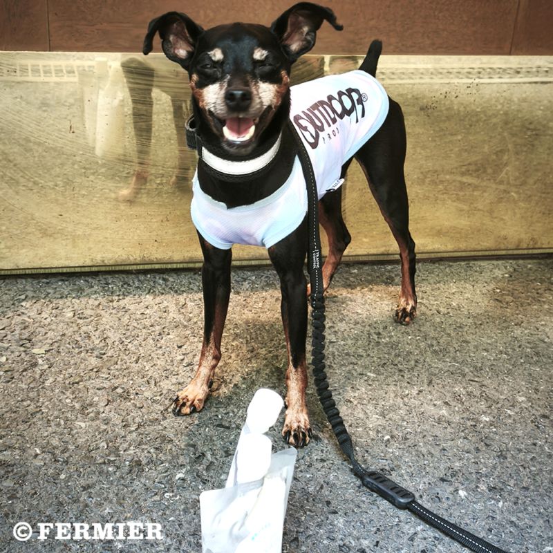 【ご予約受付中 ※次回11月下旬入荷予定】<br>養沢ヤギ牧場のヤギミルク<br>（犬・猫用）＜冷凍便お届け＞