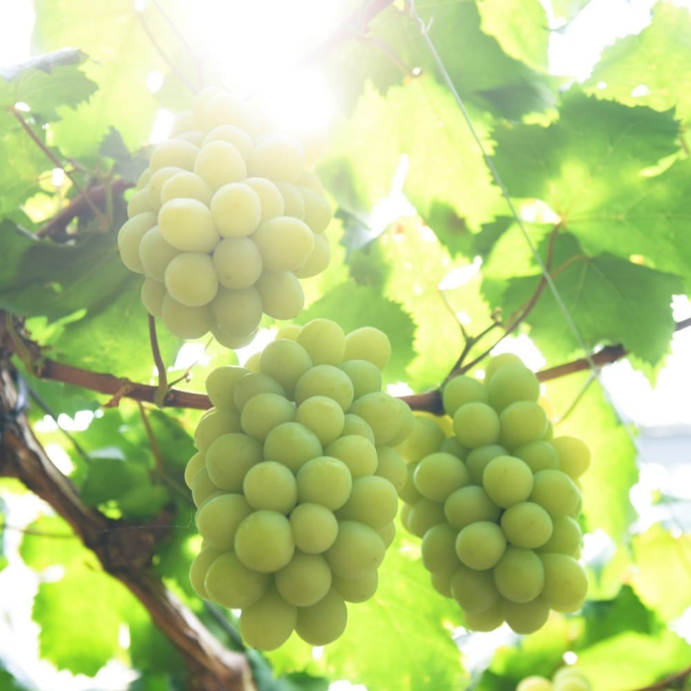 フレグランスリッチハンドクリーム（マスカット・オブ・アレキサンドリア）/Fragrance Rich Hand Cream (Muscat of Alexandria)