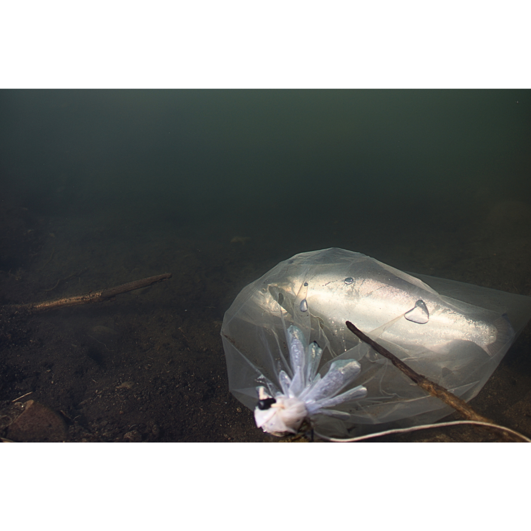 Live Bag（シンドラー）