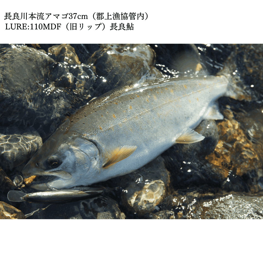 モノクローム Monochrome 110MDF 12/16在庫販売】Monochrome 110MDF / モノクローム 110MDF（長良鮎