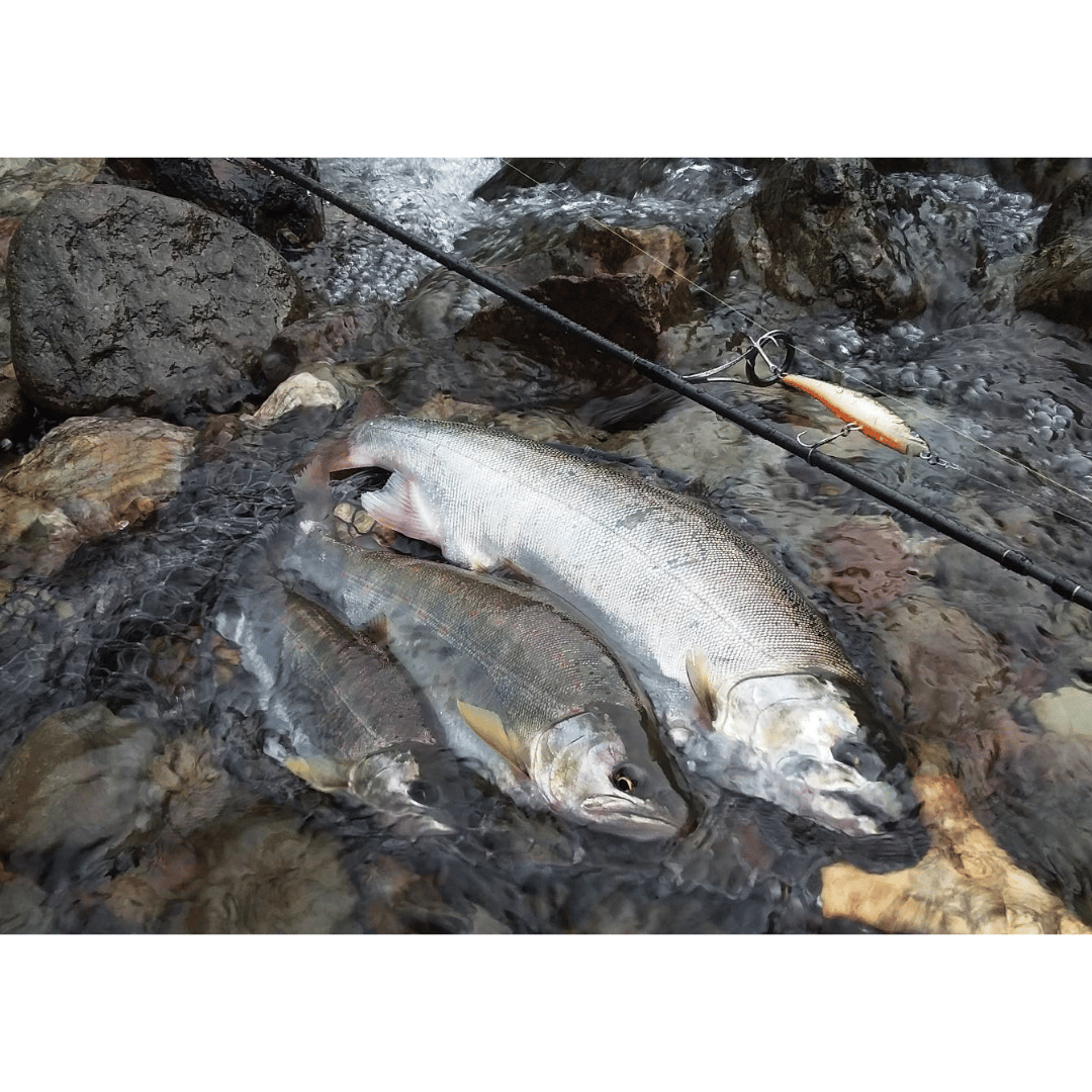5/10在庫販売】麗'sミノー75S ミヤベイワナ（麗's Lure Craft