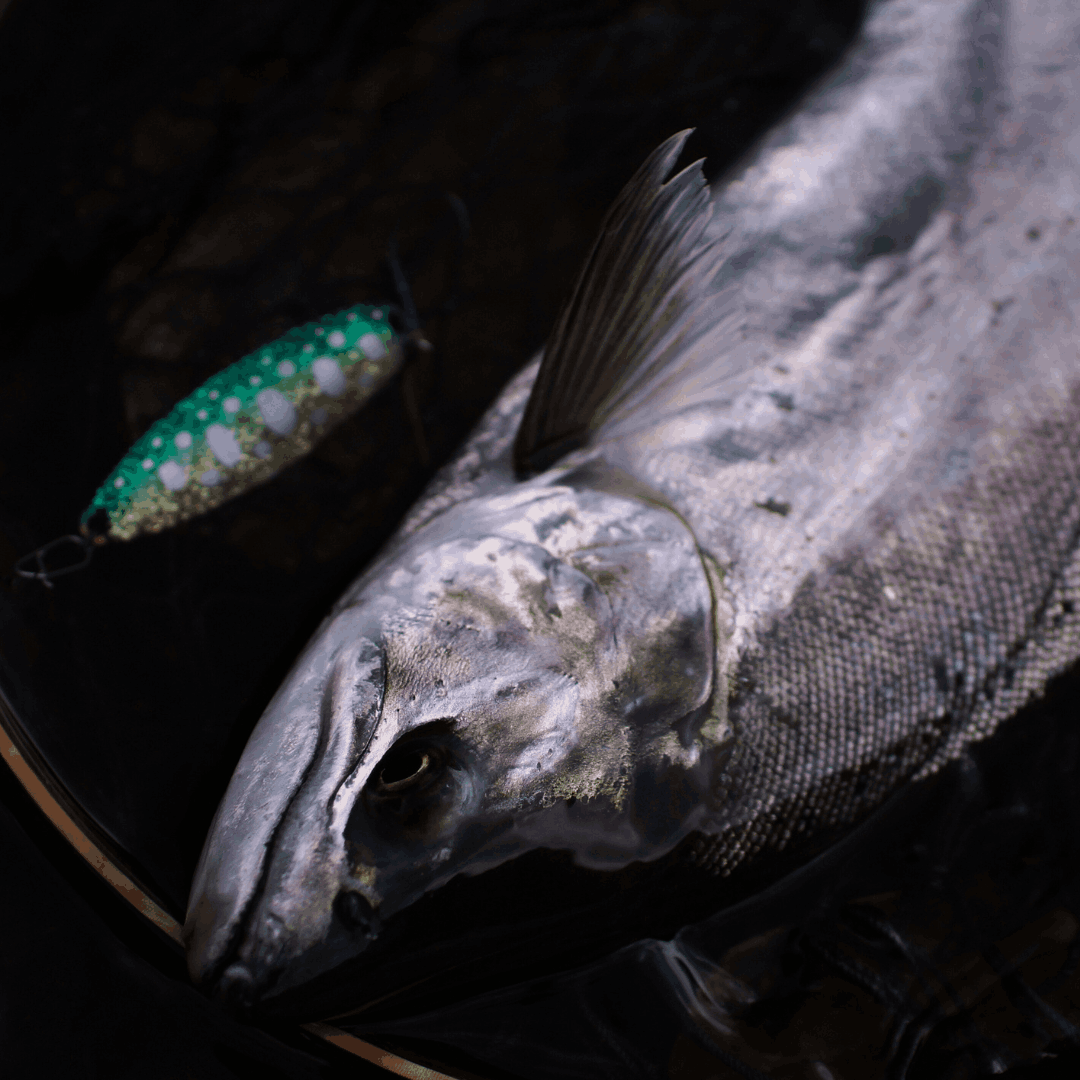 【MCオリカラ】クマタニトラスト　Sublime Spoon 12g　／　サブライムスプーン12g