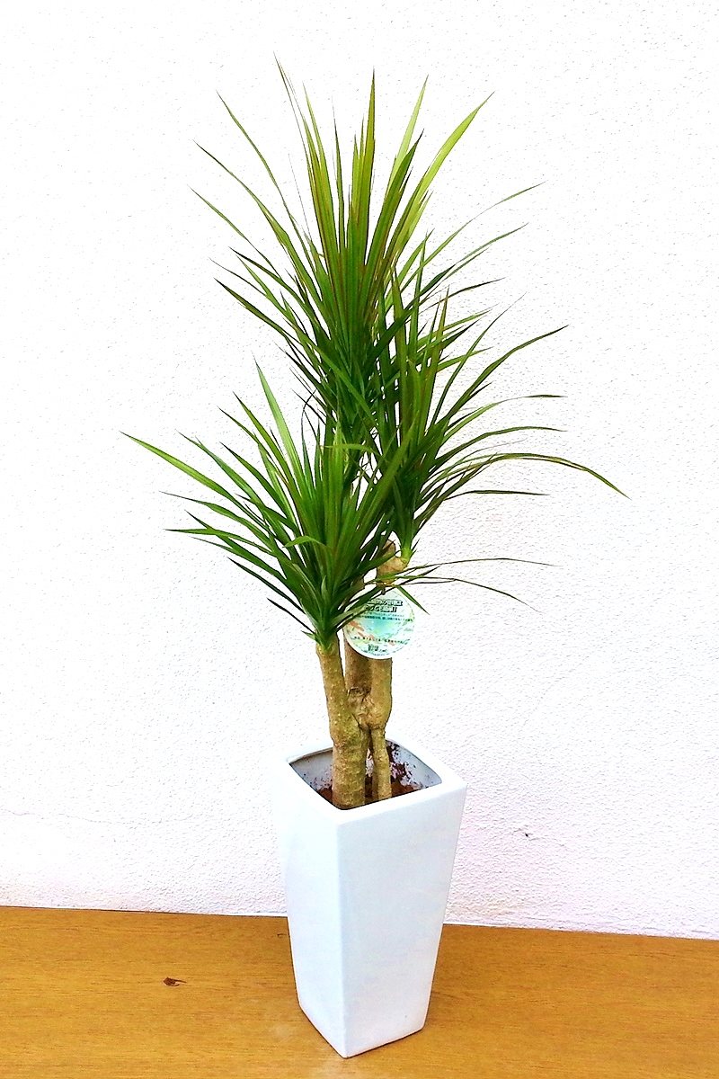 観葉植物 ドラセナ コンシンネ 白陶器 胡蝶蘭 フラワーギフト通販の京都花室おむろ