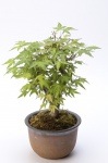 販売調整中【数量限定】 京都小鉢（ミニ盆栽） 京紅葉 京おむろ紅葉 樹齢7年以上（信楽焼アソート陶器）
