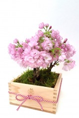 ご好評につき販売調整中【2025年 数量限定】京都小鉢（ミニ盆栽）京桜シリーズ おむろ盆桜 3本立 特選升（京都 北山杉使用）