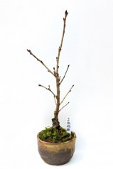 【※現在販売調整中】【数量限定】京都小鉢（ミニ盆栽）京桜シリーズ 白妙桜（しろたえ）