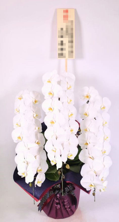 正規 京都 はんなり胡蝶蘭 白大輪 3本立 竹 人気ランキングの商品を特別価格でご用意 Octanedc Com