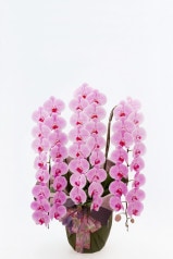 京都 はんなり胡蝶蘭 （ピンク大輪） 3本立 松