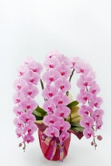 京都 はんなり胡蝶蘭 （ピンク大輪） 3本立 竹