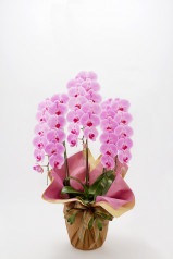 京都 はんなり胡蝶蘭 （ピンク大輪） 3本立 梅