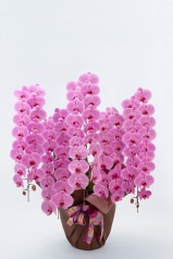 京都 はんなり胡蝶蘭 （ピンク大輪） 5本立 松