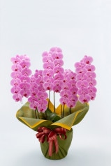 京都 はんなり胡蝶蘭 （ピンク大輪） 5本立 梅