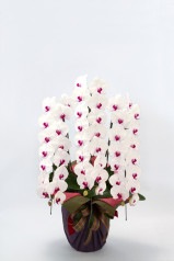 京都 はんなり胡蝶蘭 （紅白大輪） 3本立 松