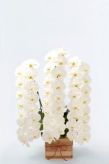 京都 はんなり胡蝶蘭 (白大輪) 特選升 (京都 北山杉使用) 3本立 松