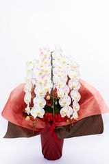 【お届けまでに5営業日】京都 手染め胡蝶蘭 3本立