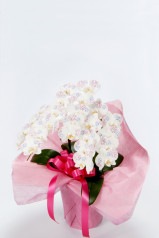 【お届けまでに5営業日】京都 手染めミニ胡蝶蘭 3本立