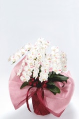 【お届けまでに5営業日】京都 手染めミニ胡蝶蘭 5本立