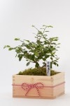 【2021年販売開始】京都小鉢（ミニ盆栽）京睡蓮木 特選升（京都 北山杉使用）